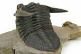 Zlichovaspis Trilobite In Cobra Pose With Crotalocephalina #275307-6